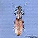 Merchant Grain Beetles