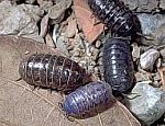 Pillbugs