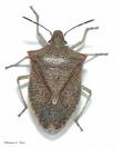 Stink Bugs