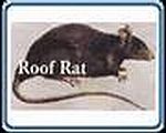 Norway and Roof Rats
