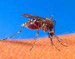 Mosquitoes