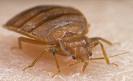Bed Bugs