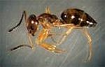 Odorous House Ants