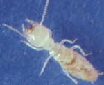 Subterranean Termites