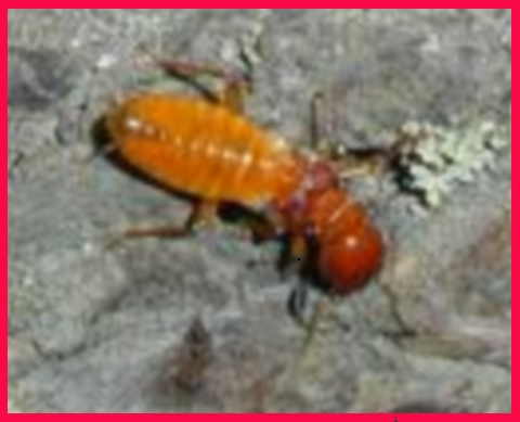 Drywood Termites