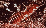 Dampwood Termites