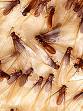 Formosan Termites