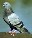 Pigeons