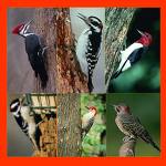 Woodpeckers