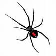 Black Widow Spider