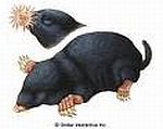 Mole