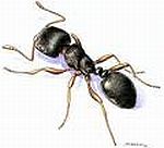 Pavement Ants