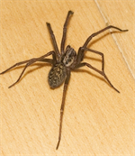 House Spiders (Common/Domestic Spiders)