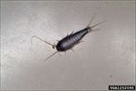 Silverfish