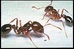 Fire Ants