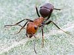 Argentine Ants