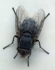 House Flies