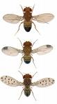 Fruit Flies