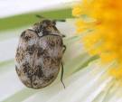Varied Carpet Beetles