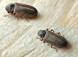 Powderpost Beetles